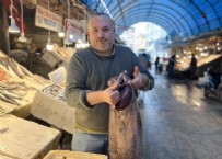 Sezonun en dikkat çekici avı! 1,5 metre boyunda