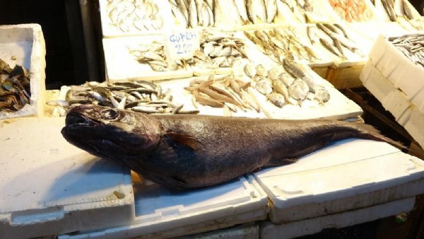 Sezonun en dikkat çekici avı! 1,5 metre boyunda