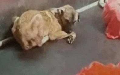 CHP'li ABB'de Hayvan Barınakları Can Pazarına Döndü! Haberi