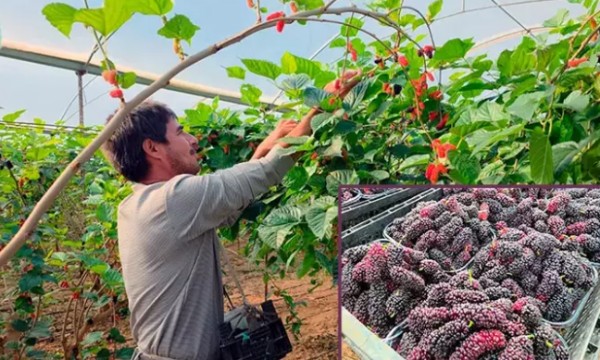 Karadut Yüzleri Güldürdü!