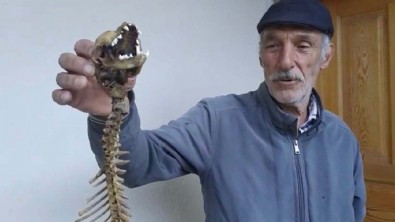 55 santimetrelik iskelet... Köy muhtarı ahırda buldu!