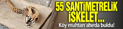 55 santimetrelik iskelet... Köy muhtarı ahırda buldu!