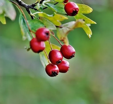 Şifa Deposu O İçecek!