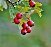 KUŞBURNU - Şifa Deposu O İçecek!