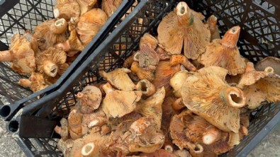 Yağmurlar bollaştırdı! Kilosu 100 liraya kadar düştü