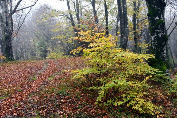 İstanbul'un hemen dibinde! Giden tutkunu oluyor