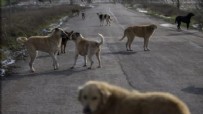 Bakanlık valiliklere yazı gönderdi: Belediyelere sahipsiz köpek başına 71 bin TL ceza kesilecek