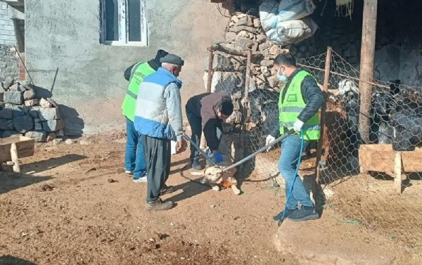 Kuduz alarmı! Bölge karantinaya alındı