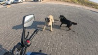 Eskişehir'de başıboş köpekler motosikletliye saldırdı Haberi