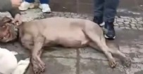 İstanbul’da 2 günde 2 elektriğe kapılma olayı yaşandı: Bir köpek öldü Haberi