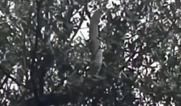 O ilimizde dev yılan görüldü! yaklaşık 8 metre