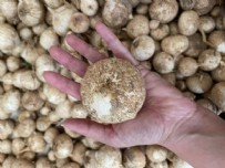 Bu bitkiyi toplamanın cezası 557 bin 212 TL! Gördüğünüz yerde uzaklaşın