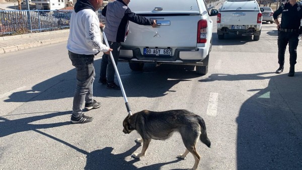 Karaman'da köpek saldırısında oğlunu kurtarmak isteyen baba yaralandı