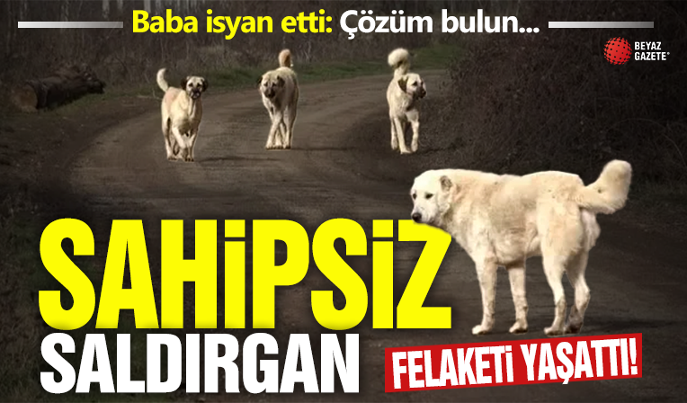 Erzurum'da çocuğu köpek saldırısına uğrayan babanın feryadı: Bu işe çözüm bulun