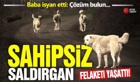 Erzurum'da çocuğu köpek saldırısına uğrayan babanın feryadı: Bu işe çözüm bulun