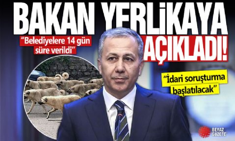 Ali Yerlikaya'dan başıboş sokak köpekleriyle ilgili açıklama