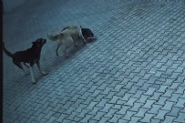 Sivas'ta 10 yaşındaki çocuğa köpekler saldırdı