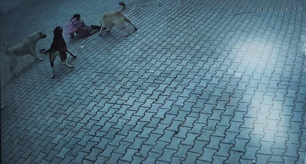 Sivas'ta 10 yaşındaki çocuğa köpekler saldırdı