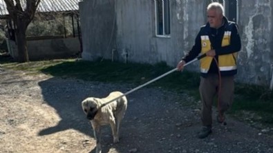 Kahta'da başıboş sokak köpekleri toplanıyor