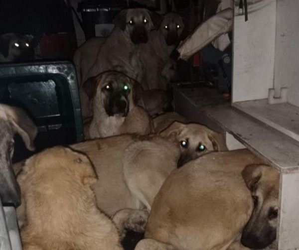 Kahta'da başıboş sokak köpekleri toplanıyor
