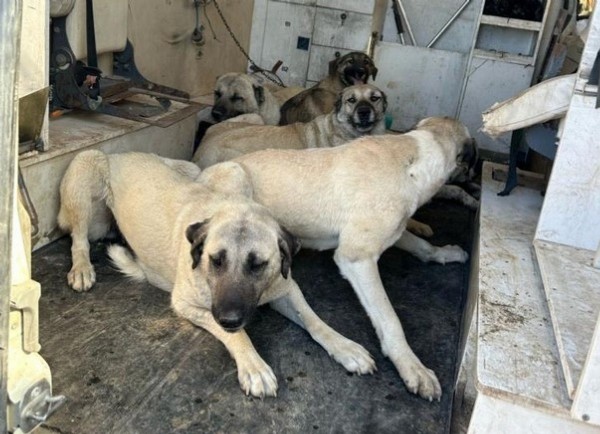 Kahta'da başıboş sokak köpekleri toplanıyor