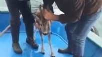 Artvin'de başıboş köpeklerden kaçan karaca, denize düştü Haberi