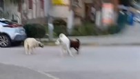 Kocaeli'de başıboş köpekler tehlike saçıyor