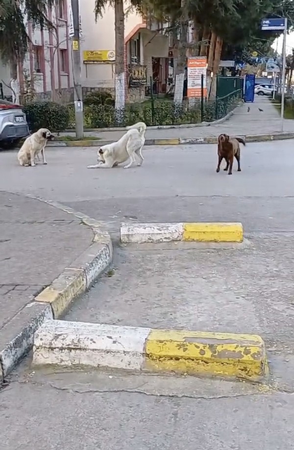 Kocaeli'de başıboş köpekler tehlike saçıyor