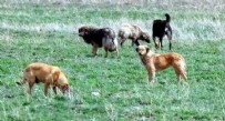 İstanbul'da başıboş köpek saldırısı! Yolda yürüyen kadına saldırdılar Haberi