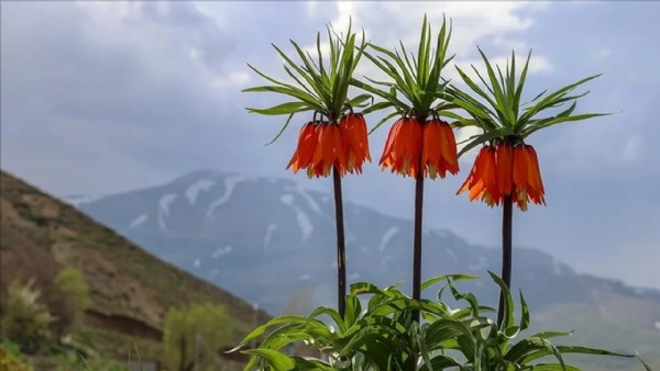 Dünya bu çiçeği koruyor! Dokunan yandı