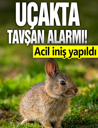 Uçakta tavşan alarmı! Acil iniş yapıldı