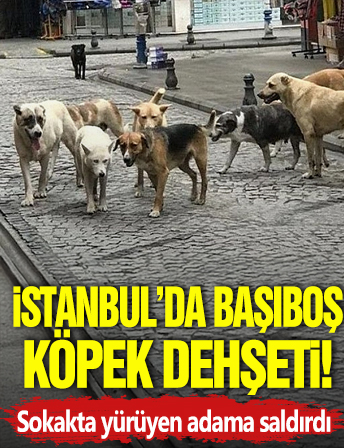 İstanbul'da başıboş köpek dehşeti! Sokakta yürüyen adama saldırdı