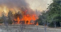 Çanakkale’de 4 hektarlık ormanlık alan kül olmuştu: Yangını çıkaran 2 kardeşe rekor ceza! Haberi
