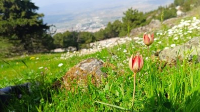 Senede bir kez açıp 10 gün yaşıyor! Koparmanın cezası 557 bin TL!
