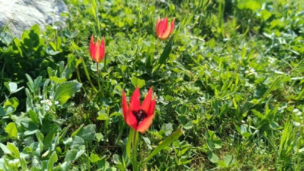 Senede bir kez açıp 10 gün yaşıyor! Koparmanın cezası 557 bin TL!