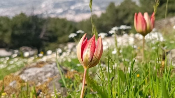 Senede bir kez açıp 10 gün yaşıyor! Koparmanın cezası 557 bin TL!