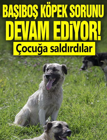 Başıboş köpek sorunu devam ediyor! Çocuğa saldırdı