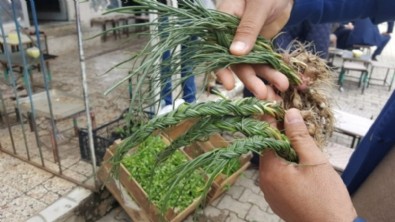 Doğanın altın değeri! Günde sadece 1 kilo çıkıyor
