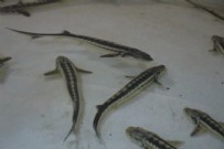 Kilosu 2 bin 500 dolardan satılıyor! Nesli tehlike altında