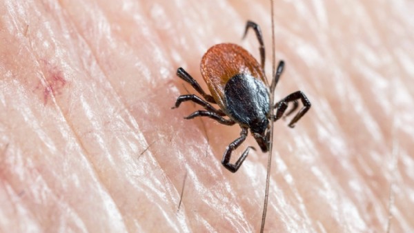Bir kentimizde kene alarmı: Uzmanlardan tedbir çağrısı
