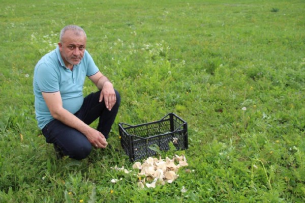 Topladığınız her mantarı yemeyin! Son derece tehlikeli...
