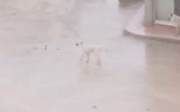Bursa'da başıboş köpekler çocuğu kovaladı