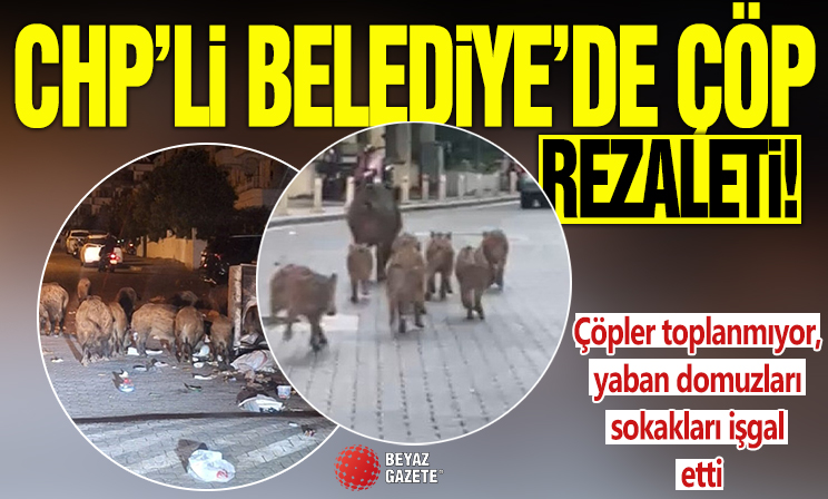 Marmaris'te çöpler toplanmıyor, yaban domuzları sokakları işgal etti