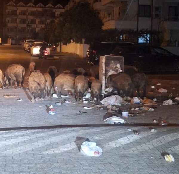 Marmaris'te çöpler toplanmıyor, yaban domuzları sokakları işgal etti