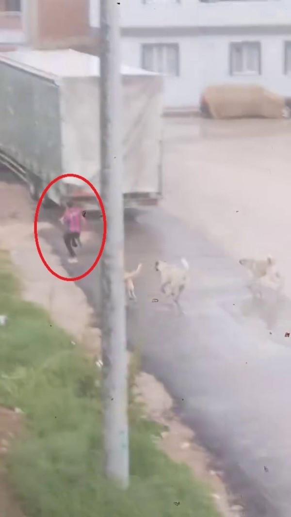 Bursa'da başıboş köpekler çocuğu kovaladı