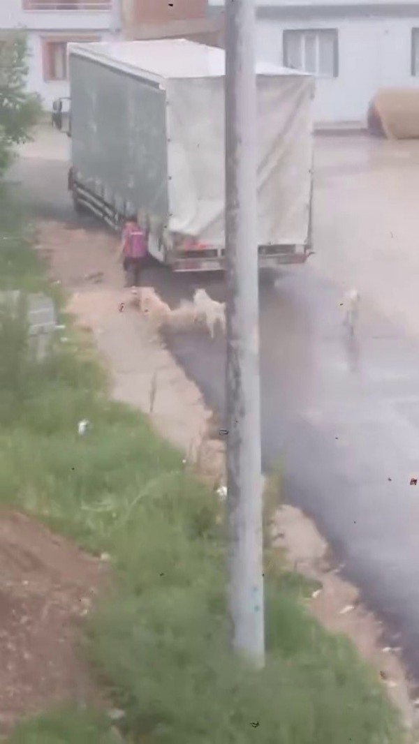 Bursa'da başıboş köpekler çocuğu kovaladı