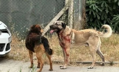 Başıboş köpek dehşeti! 'Kafamı ısırdı, gözümü kaybettim'