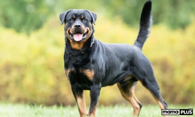 İstanbul Yıldız Teknik Üniversitesi kampüsünde öğrenciye başıboş köpekler saldırdı