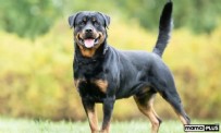 İstanbul Yıldız Teknik Üniversitesi kampüsünde öğrenciye başıboş köpekler saldırdı