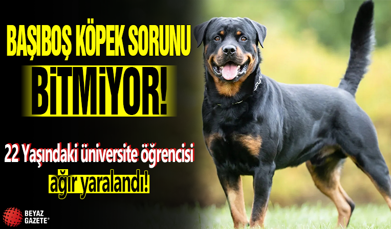 İstanbul Yıldız Teknik Üniversitesi kampüsünde öğrenciye başıboş köpekler saldırdı